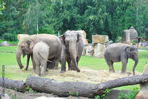 Group of elephants walking and eating . elephant partners playing.