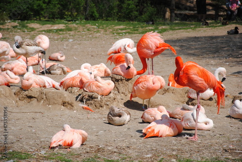 group of pink flamingos in nature in summer