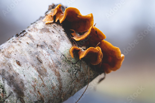 Crimped Gill (Plicaturopsis crispa) mushroom on rotting birch branch	 photo