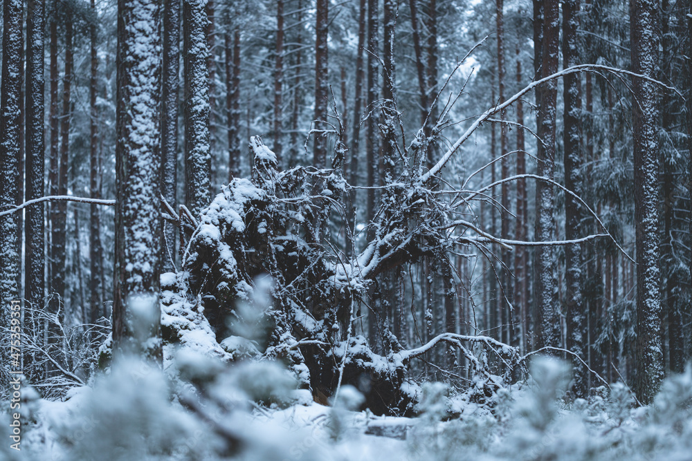 Fototapeta premium Old tree in winter forest. Large tree after heavy snowstorm falls on snow-covered path, its roots are covered with snow