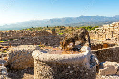 A stray tabby cat drinks water from an ancient stone pedestal in the Bronze age citadel of Mycenae, Greece, with mountains and views of the Peloponnese behind. photo
