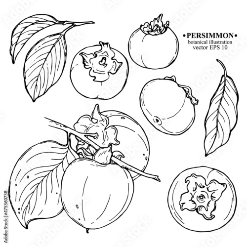 Vector set of hand darwn persimmon elements. Two persimmons on a branch with leaves, whole persimmons, leaf. Black line art on white. Botanical illustration for backdrop, cover design, wedding cards, 