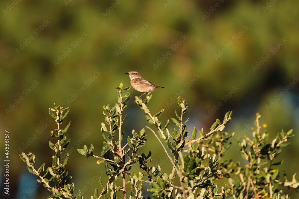 Spotted flycatcher on a branch Spotted flycatcher on a branch