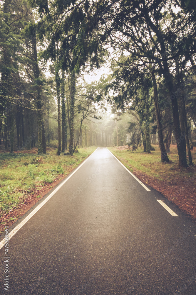 Fototapeta premium Road in a forest covered with mist