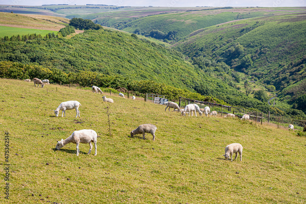 Obraz premium Exmoor National Park in summertime - a flock of sheep (some shorn) near Robbers Bridge, Somerset UK