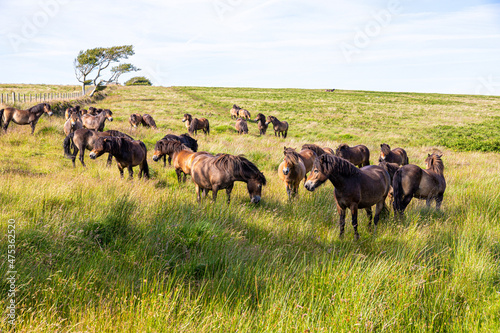 Fotografie, Obraz A herd of Exmoor ponies on the moorland of Exmoor National Park near Lucott Cros
