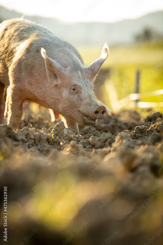 Pigs eating on a meadow in an organic meat farm - wide angle lens shot Pigs eating on a meadow in an organic meat farm - wide angle lens shot