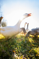 Beautiful geese  (anser anser domesticus) enjoying a morning walk on a farm. Domestic goose. Goose farm.
