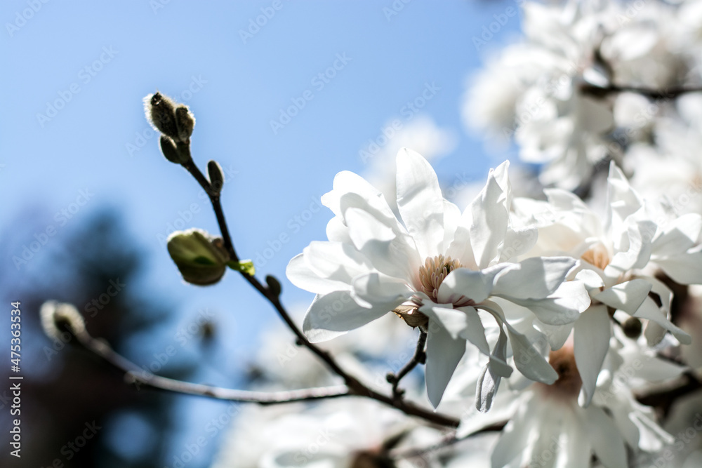 Beautiful white magnolia flowers on blue sky. Selective focus. Beautiful white magnolia flowers on blue sky. Selective focus.