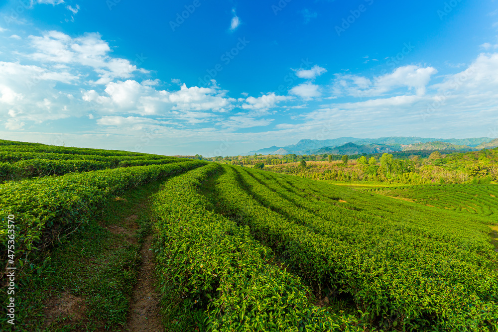Green tea farm with blue sky background,Green tea plantation landscape sunrise at Wuyishan, Fujiang, Chi 