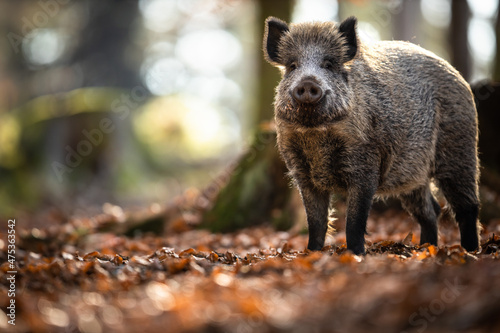 Obraz na płótnie Wild Boar Or Sus Scrofa, Also Known As The Wild Swine, Eurasian Wild Pig