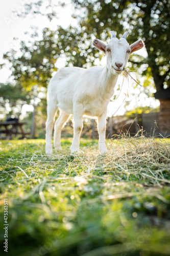 Cute goats on an organic farm  looking happy  grazing outdoors - respectful animal farming