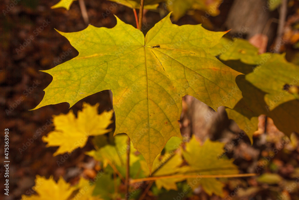 Photo closeup of autumn colorful yellow golden thick blanket of fallen dry maple leaves Photo closeup of autumn colorful yellow golden thick blanket of fallen dry maple leaves