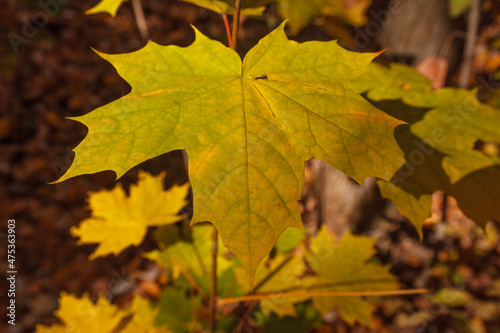 Photo closeup of autumn colorful yellow golden thick blanket of fallen dry maple leaves