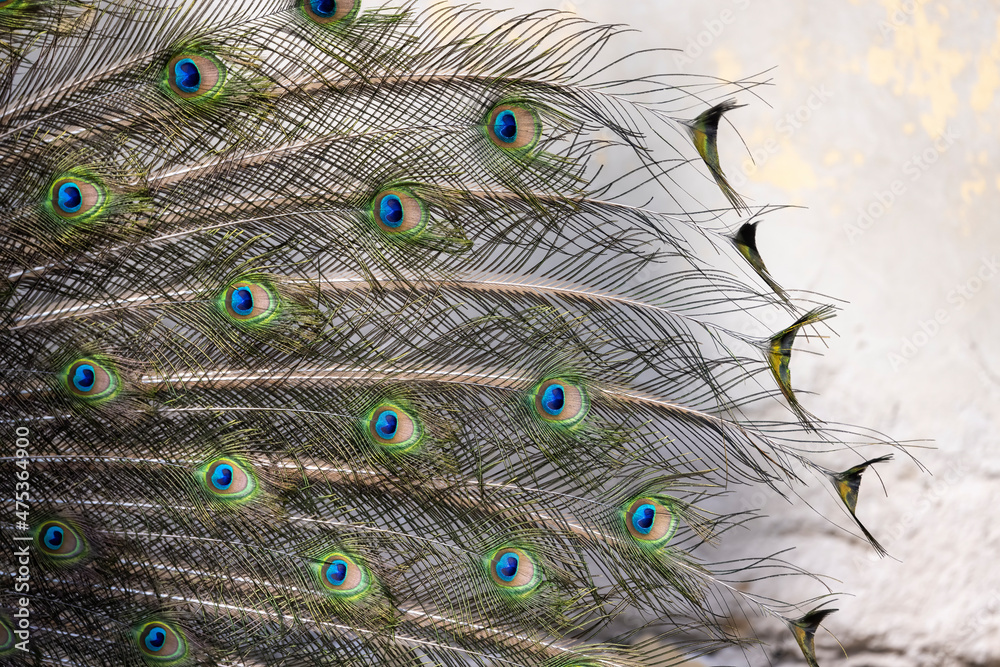 Obraz premium Closeup Image of a peacock dancing with its open feathers