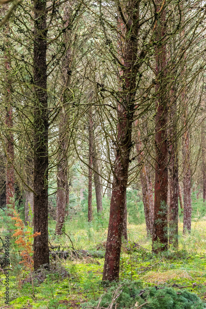 Pine Forest-Vertical