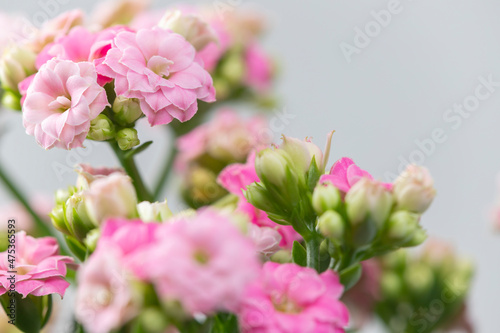 Photos close up of pink kalanchoe