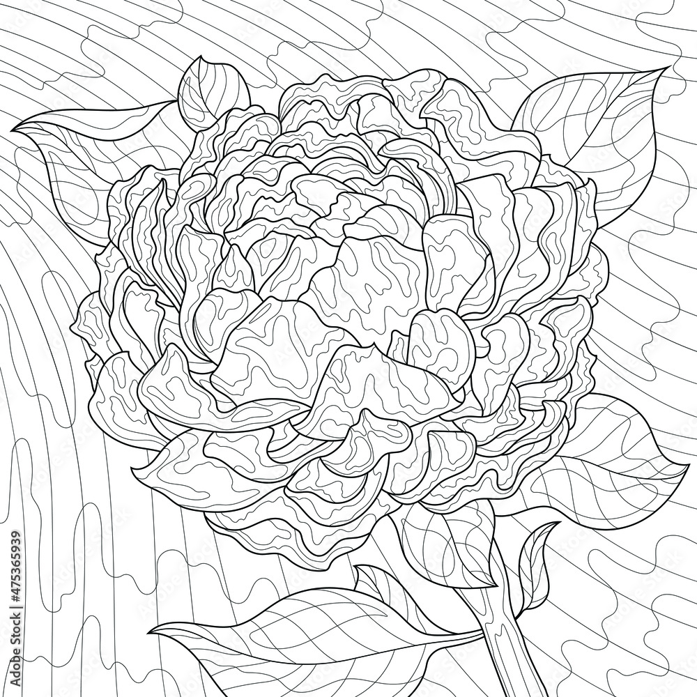 Peony flower.Coloring book antistress for children and adults. Illustration isolated on white background.Zen-tangle style. Hand draw