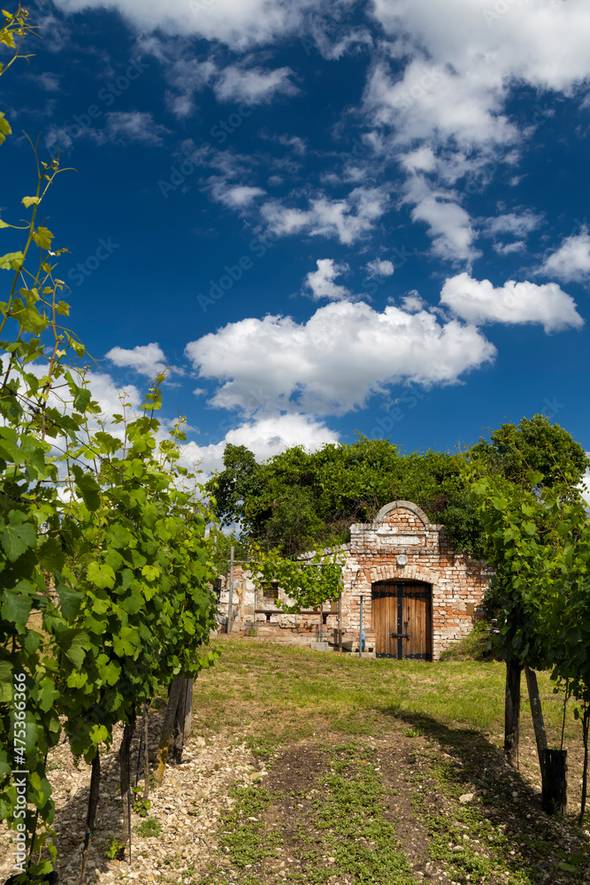 Wine cellars and vineyard in Palava region, Southern Moravia, Czech Republic
