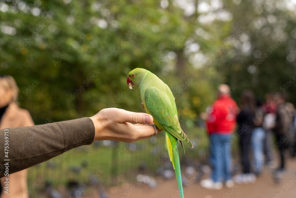 Green parrot sitting on a hand and eating nuts in a park in London. Green parrot sitting on a hand and eating nuts in a park in London.