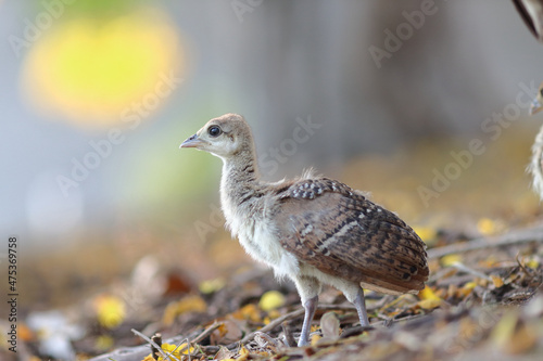 Closeup shot of a cute little Malleefowl photo