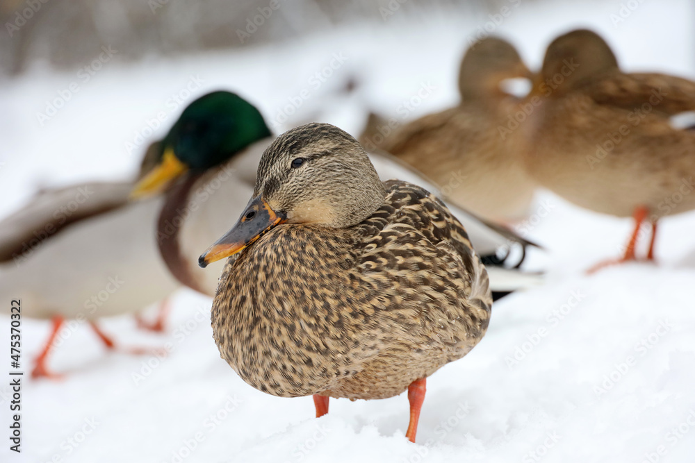 Mallard ducks standing on the snow. Wild ducks in winter season Mallard ducks standing on the snow. Wild ducks in winter season