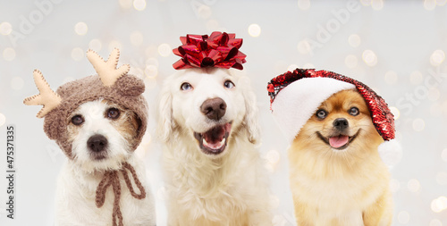 Banner happy christmas dogs. Three puppies celebrating holidays wearing a red glitter ribbon, santa hat, and reindeer costume on head. isolated against gray  background with  overlays.