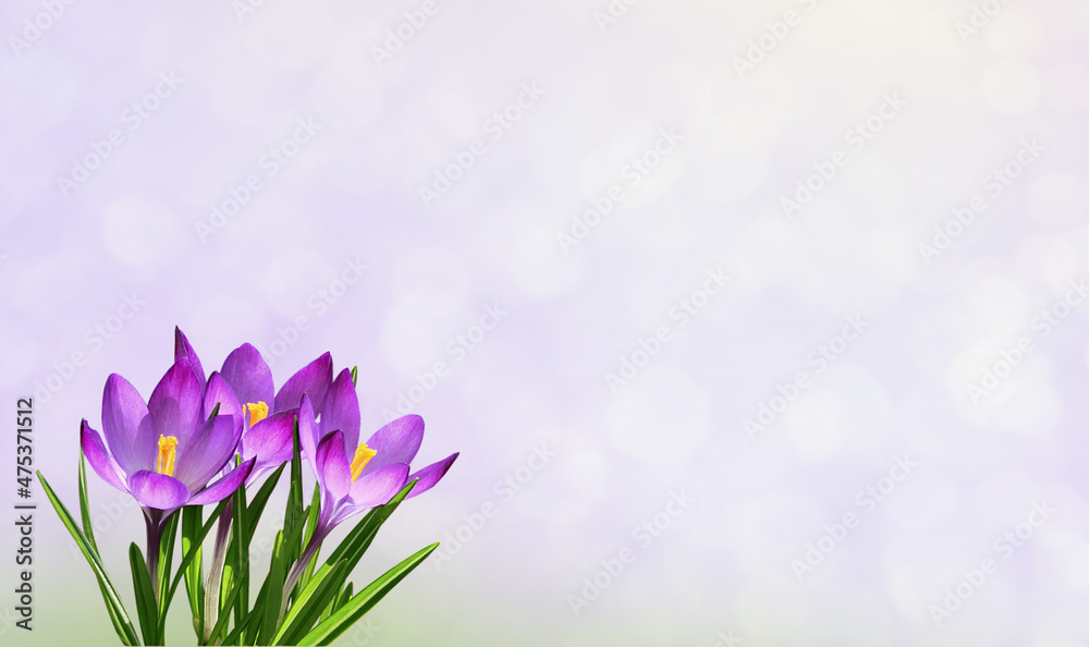 Purple crocus flowers in corner on soft bokeh