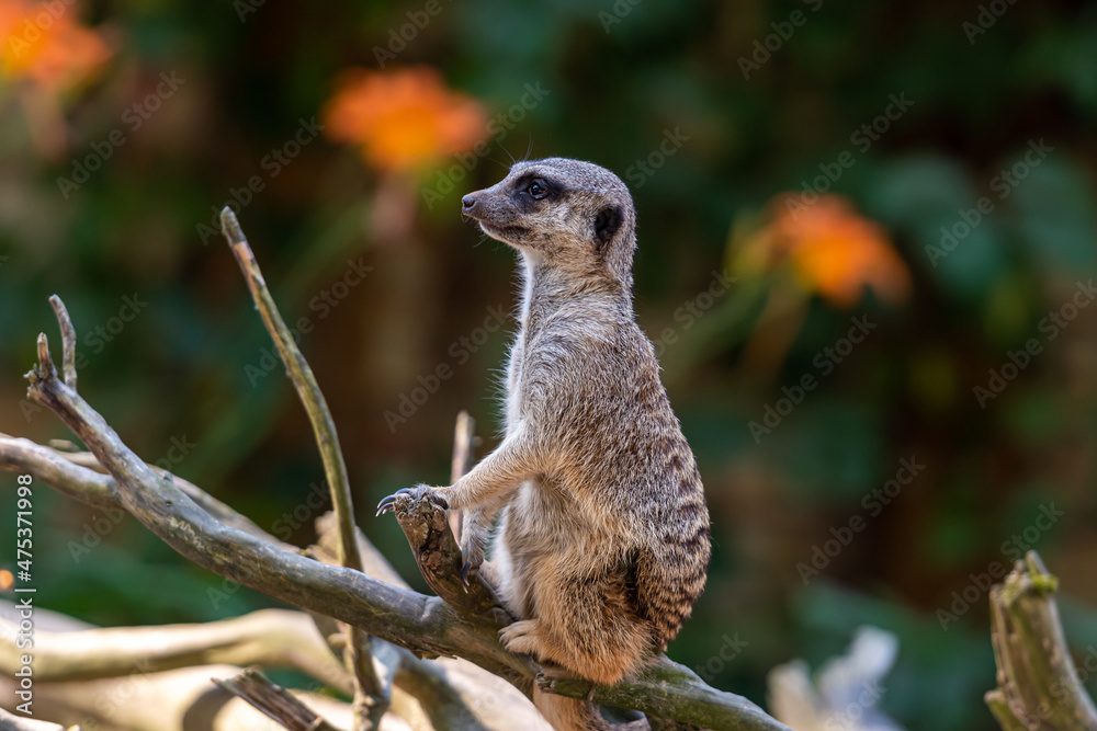 Fototapeta premium meerkat (Suricata suricatta) keeping watch while stood on a tree with a natural defocused background