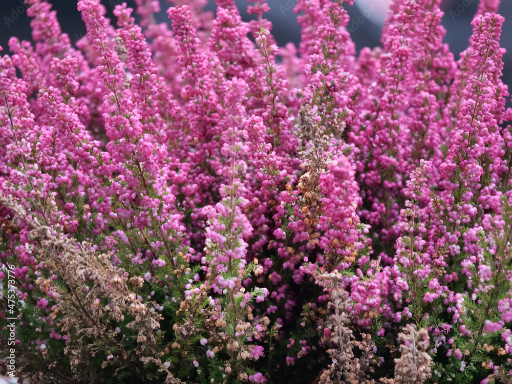 Naklejka premium The heather