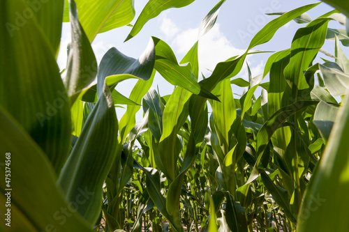 young green immature corn in the field