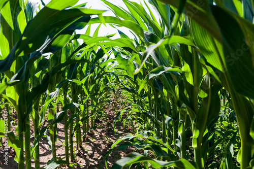 young green immature corn in the field