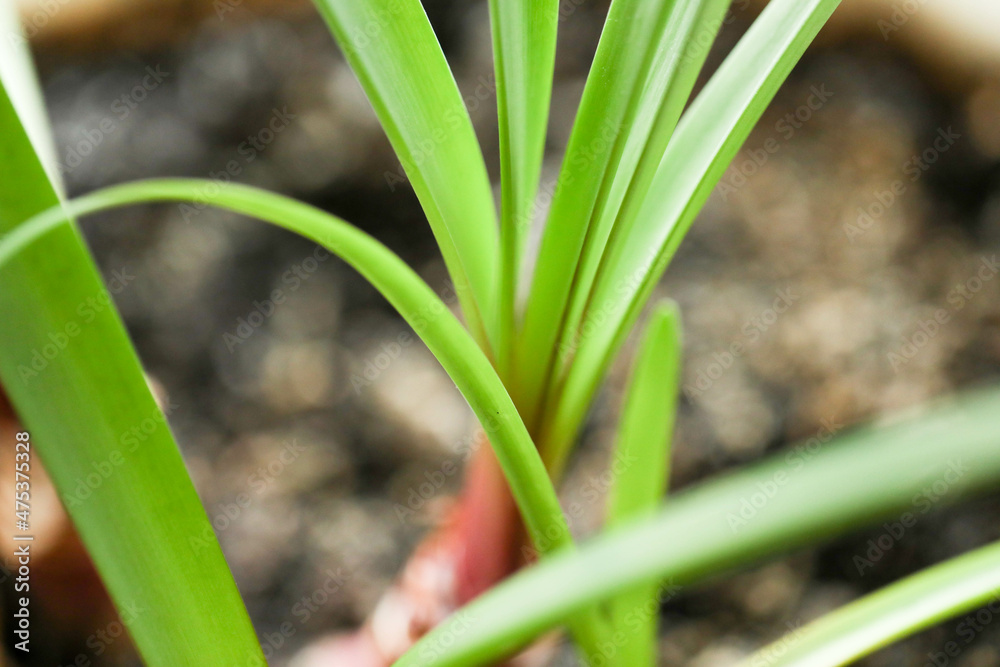 Obraz premium branches and leaves