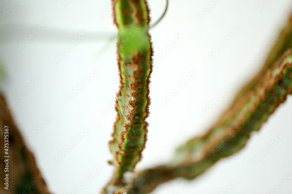 Naklejka premium branches and leaves