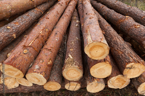 pine trunks lie near the place of deforestation