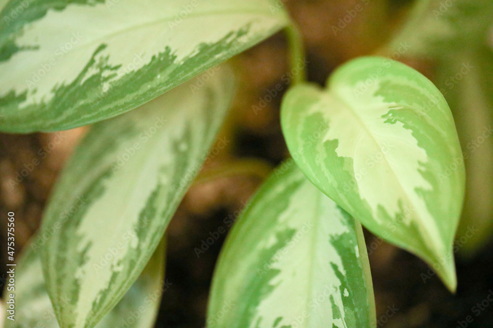 Obraz premium Green leaves in the garden