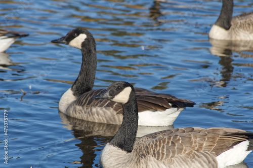 Canada Geese in Blue Waters