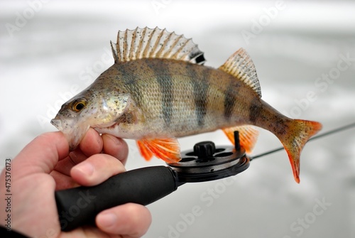 Winter fishing on the river, roach and perch fishing. 