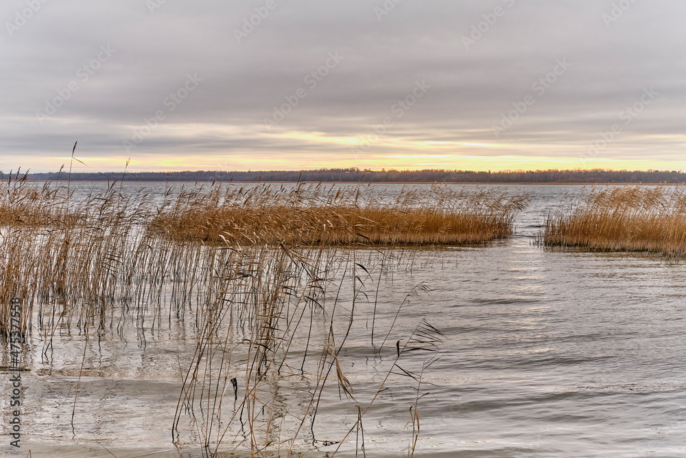 Late autumn landscape. Sunset in cloudy weather on lake with islands of dry grass of common reed.