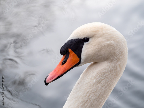The head of a swan