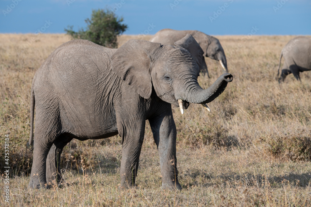 Africa, Kenya, Ol Pejeta Conservancy. Young African elephant