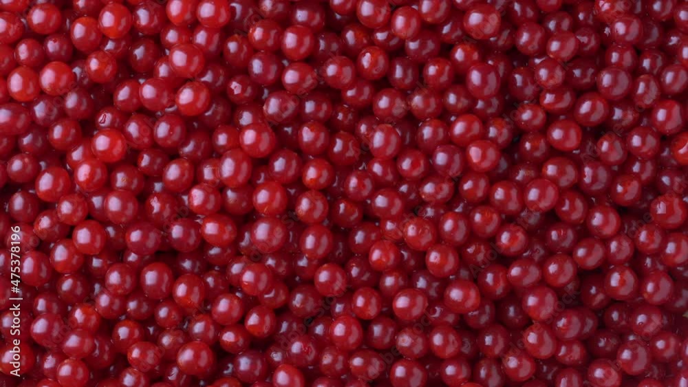 Harvest the red viburnum or guelder rose, close up, top view. Beautiful texture with red berries on viburnum background, rotates Harvest the red viburnum or guelder rose, close up, top view. Beautiful texture with red berries on viburnum background, rotates