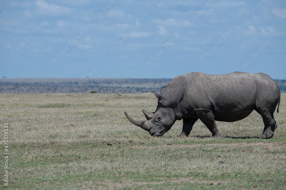 Africa, Kenya, Ol Pejeta. Southern white rhinoceros (Ceratotherium simum simum) near threatened species. Africa, Kenya, Ol Pejeta. Southern white rhinoceros (Ceratotherium simum simum) near threatened species.