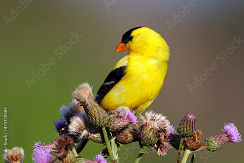 Closeup shot of American Goldfinch sitting on thistle flowers Fototapet