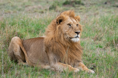 Africa  Kenya  Northern Serengeti Plains  Maasai Mara. Lone male lion in grassland habitat.