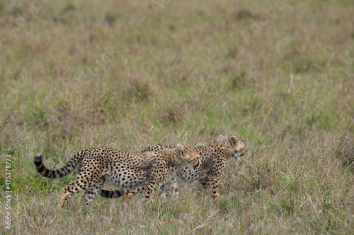 Africa, Kenya, Serengeti, Maasai Mara. Young cheetahs, endangered species. © Danita Delimont