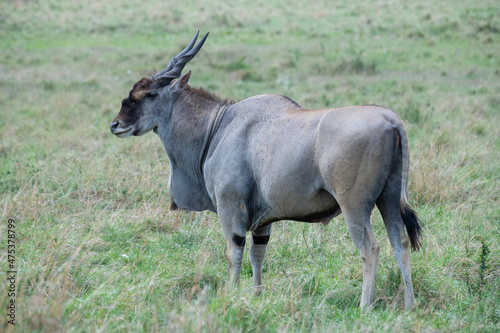 Africa, Kenya, Serengeti, Maasai Mara. Male common eland (Taurotragus oryx), aka southern eland. © Danita Delimont