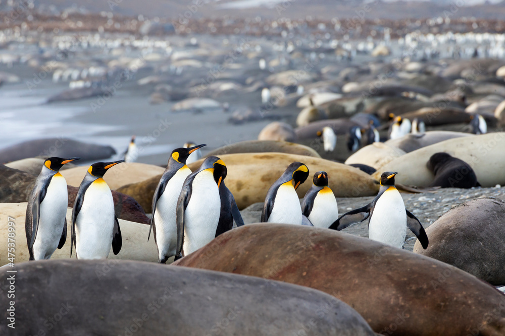 Obraz premium Southern Ocean, South Georgia. A group of king penguins find their way through the elephant seals with the crowded beach in the background.
