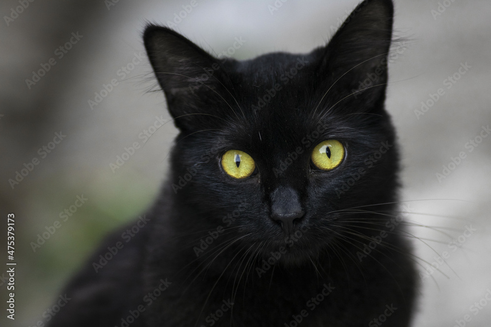 Black cat, cat, 