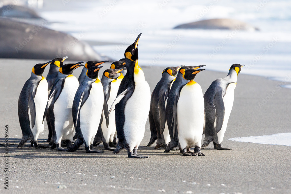 Fototapeta premium Southern Ocean, South Georgia. A group of king penguins walk on the beach in a tight bunch.